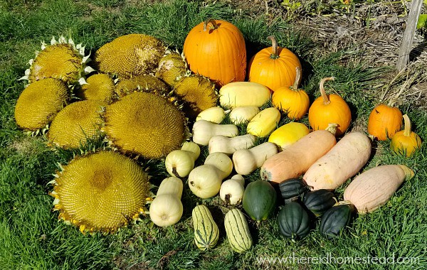 winter squash harvest of pumpkins, spaghetti squash, butternut squash, pink banana squash, acorn squash and delicata squash with sunflower heads - how to cook winter squash in an instant pot