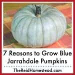 a blue jarrahdale pumpkin on an orange and green plaid placemat with text overlay 7 Reasons To Grow Blue Jarrahdale Pumpkins