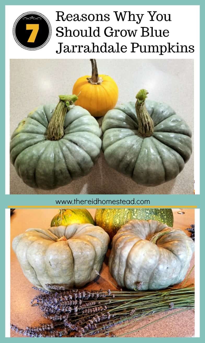 7 Reasons Why EVERYONE should grow blue Jarradale Pumpkins! -The Reid Homestead #pumpkins #vegetablegardening #growyourownfood #jarrahdalepumpkins #pumpkin #growingpumpkins