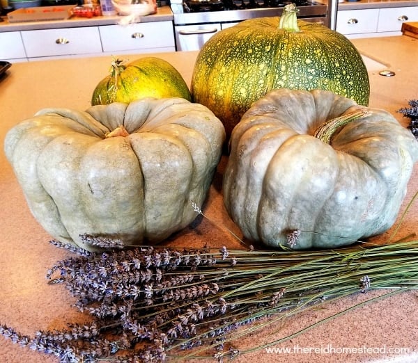 7 Reasons Why EVERYONE should grow blue Jarradale Pumpkins! -The Reid Homestead #pumpkins #vegetablegardening #growyourownfood #jarrahdalepumpkins #pumpkin #growingpumpkins