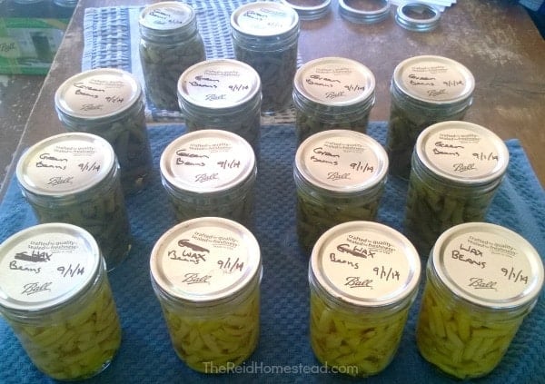 15 Reasons Wh You Should Be Pressure Canning on Your Homestead. Don't be scared! Pressure Canning is a must do and I will tell you why! ~The Reid Homestead #pressurecanning #canning #foodpreservation #homesteading #preservetheharvest #foodinjars #selfsufficient #preparedness #canninggreenbeans