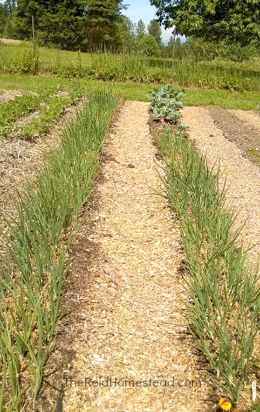 How To Store Onions From The Garden Through The Winter The Reid