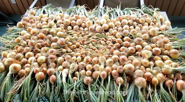 table covered with onion harvest curing