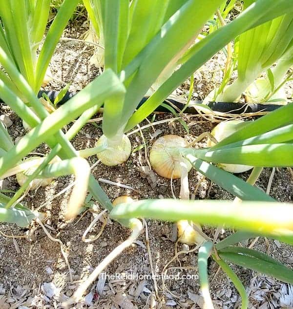 How to Store Onions from the Garden. Find out which varieties to grow that do best in long term storage. ~The Reid Homestead 