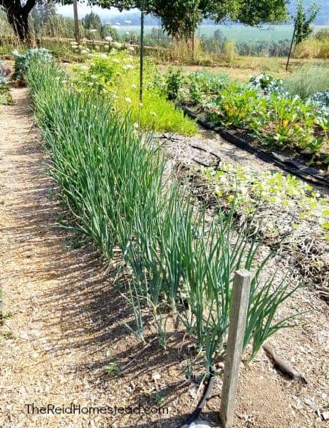 onion row in the garden