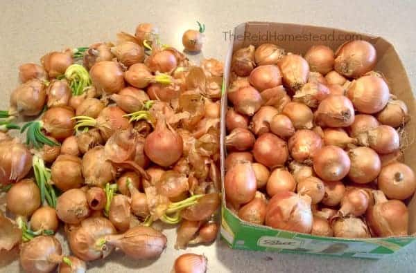 onions stored over the winter beginning to sprout