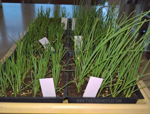 onion seedling in plant tray