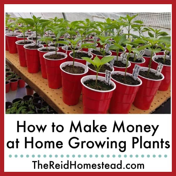 How To Make Money Growing Plants At Home an Easy Side Hustle 