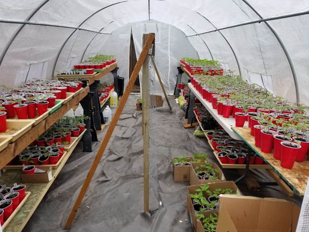 a look inside my greenhouse full of veggie starts that I sell