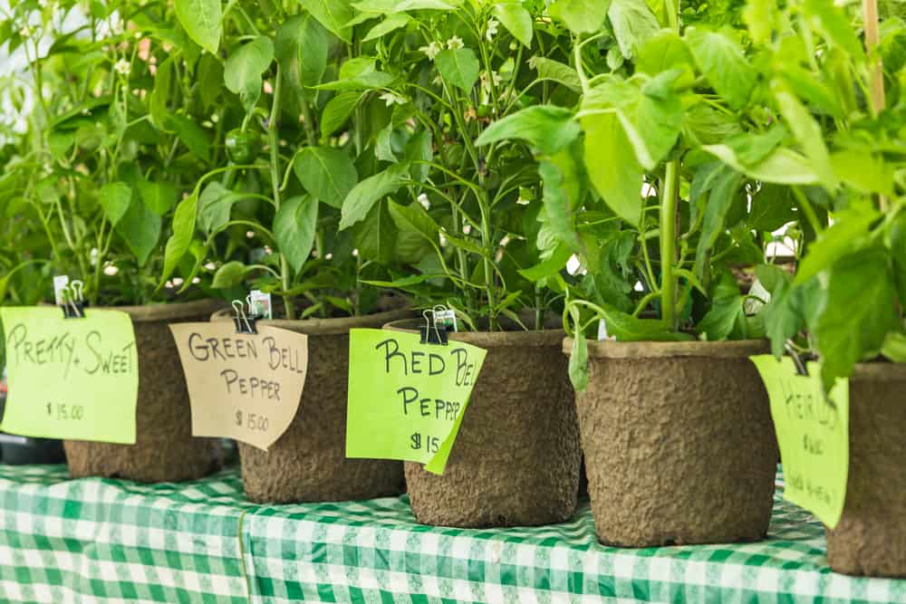 vegetable seedlings for sale