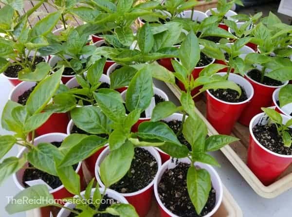 Seed Starting 101: Planting Pepper Seed