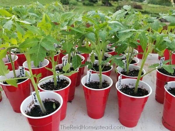 tomato starts in red solo cups