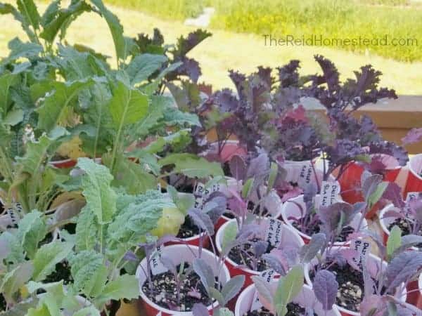 selling brassica starts 