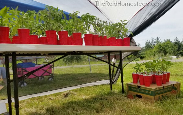 sellling plant starts at a local vendor pop up market