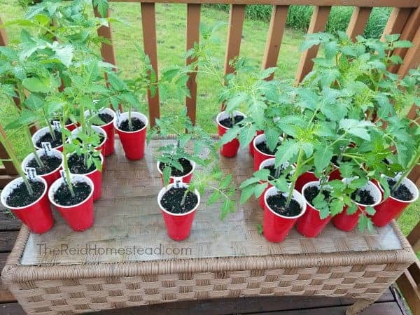 tomato starts sold on my deck