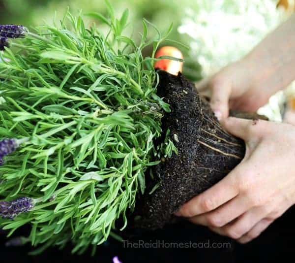 sprouting lavender seedlings