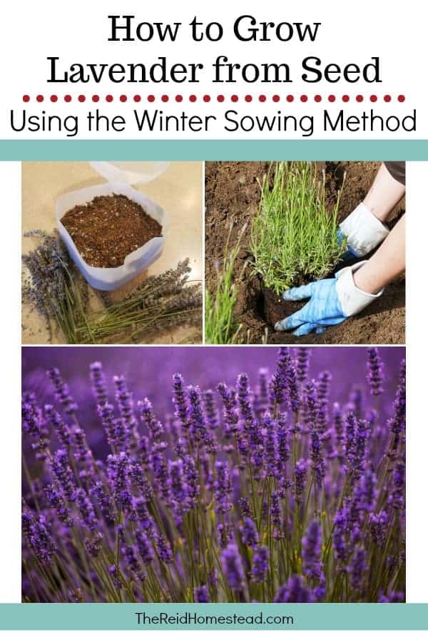 Learn how to grow lavender from seed, using the winter sowing method! ~The Reid Homestead #lavender #startinglavenderseed #wintersowing #wintersowinglavender