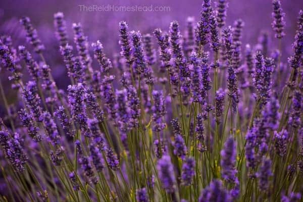 a field of lavender