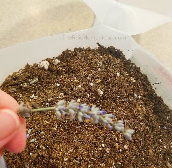 a lavender stalk with seed still on it