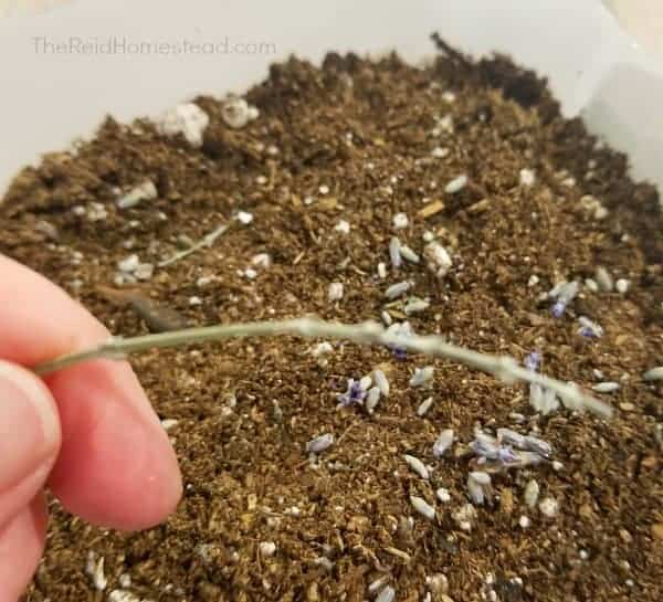 a lavender stalk stripped of seed