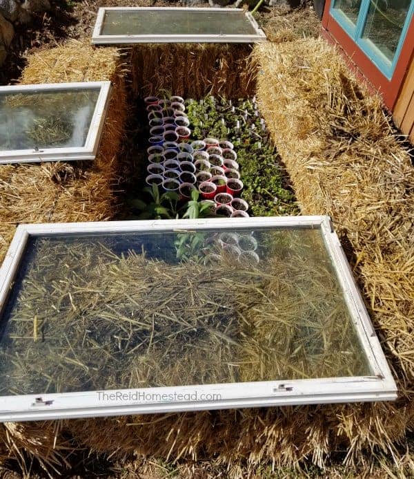 Simple DIY Straw Bale Cold Frame tutorial using old windows! Extend your growing season! ~The Reid Homestead #coldframe #wintergardening #springgardening #fallgardening #strawbalegardening