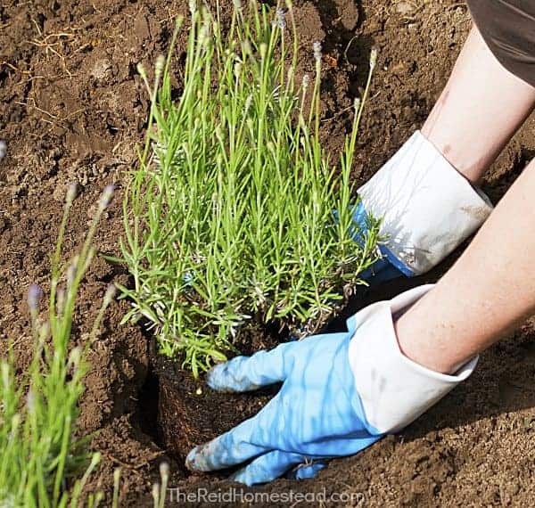 planting a lavender plant in a hole