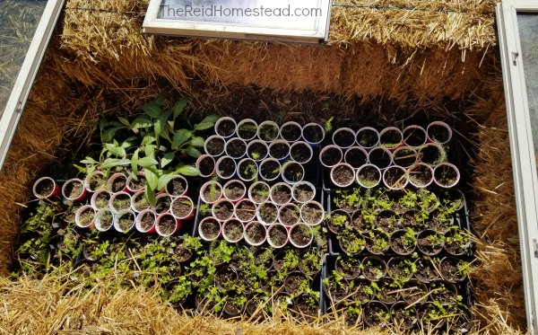 Simple DIY Straw Bale Cold Frame tutorial using old windows! Extend your growing season! ~The Reid Homestead #coldframe #wintergardening #springgardening #fallgardening #strawbalegardening