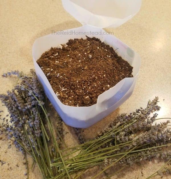 a milk jug cut in half and filled with soil in preparation to sow lavender seed in it