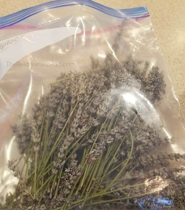 storing lavender seed in a ziplock baggie