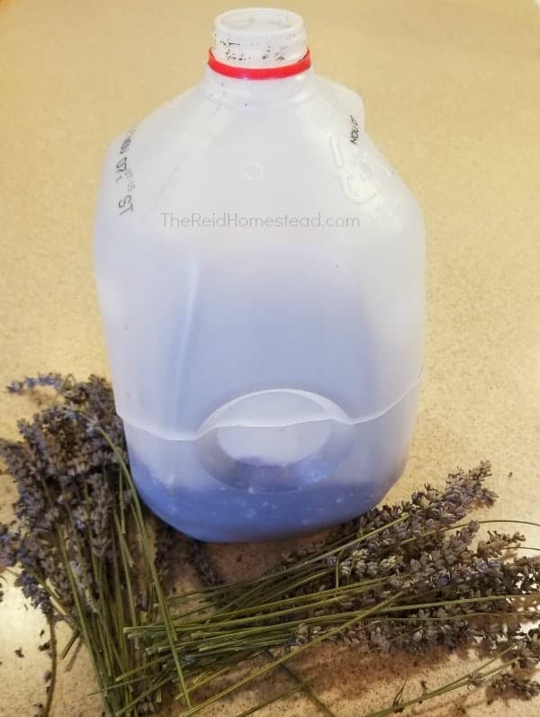 an empty milk jug and a bunch of lavender