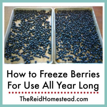 two cookie sheets full of blueberries, text overlay How to Freeze Berries for Use All Year Long