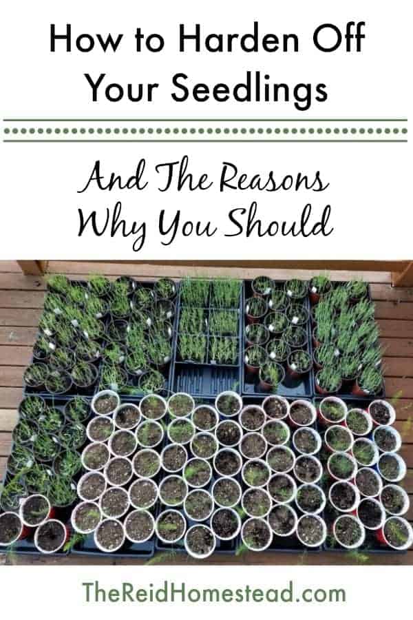 pinterest pin image on how to harden off seedlings