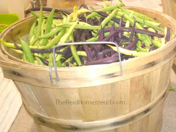 bushel basket full of green, purple and yellow wax string beans