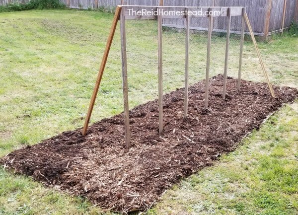 tomato support system built outdoors on top of a back to eden style mulched area