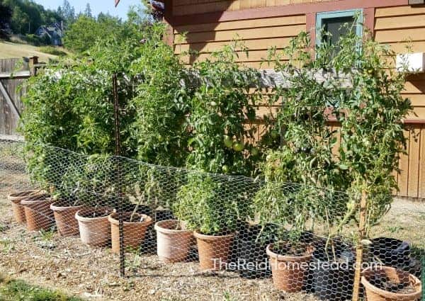 mature tomato plants tied up to our tomato support system growing outside