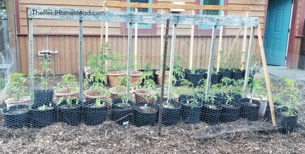 Tomato Trellis, The Simplest Way 