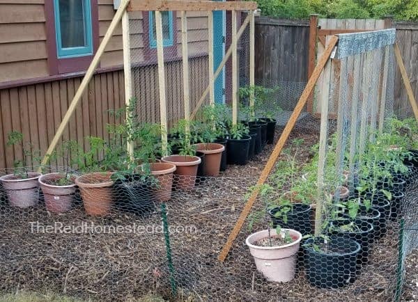 DIY Budget Tomato Trellis with String