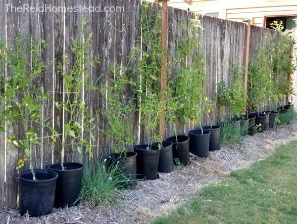 supporting cherry tomatoes on wood fence using baling twine