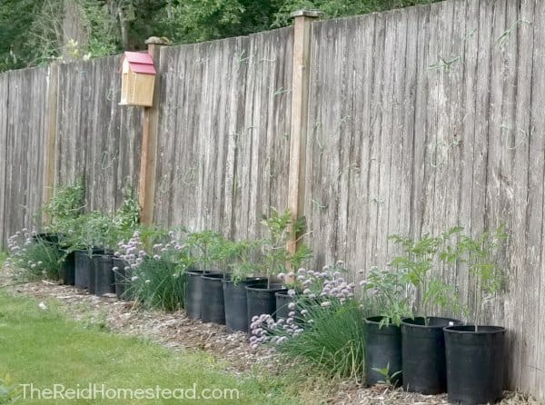 supporting cherry tomatoes in pots on wood estate fence