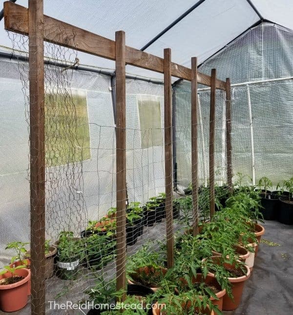 tomato plants growing in greenouse with support system