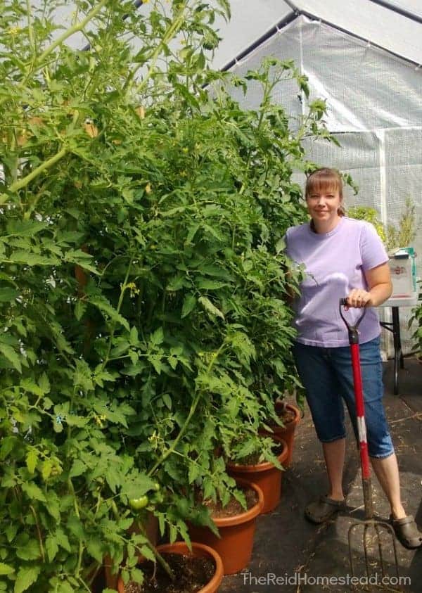 healthy mature tomato plants growing in the greenhouse on our support system