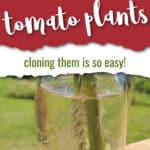 a mason jar with water and rooted tomato cuttings with text overlay Learn how to get free tomato plants - cloning them is easy!