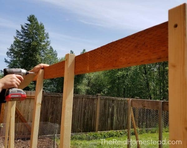 screwing in the horizontal top piece of wood in at the top of all the posts