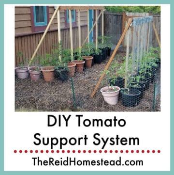 tomatoes growing on a DIY support system with text overlay DIY Tomato Support System