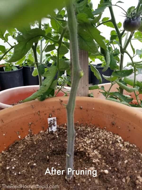 tomato plant after pruning