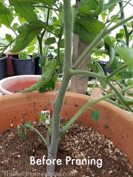 tomato plant before pruning