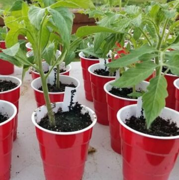 rooted tomato cuttings in mason jar and tomato starts in red solo cups