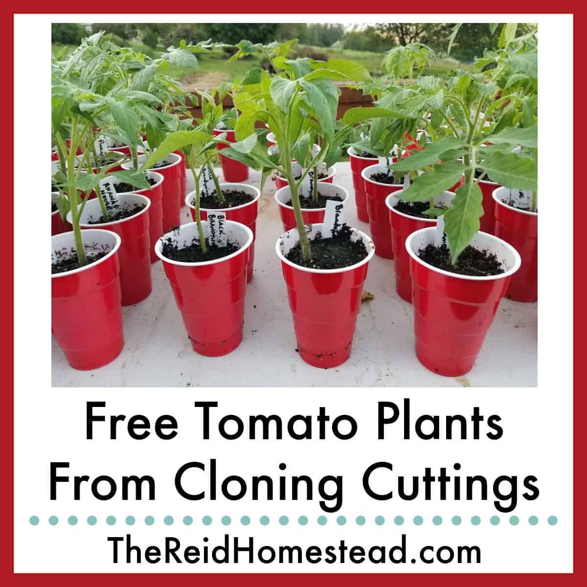 tomato seedlings in red solo cups with text overlay Free Tomato Plants from Cloning Cuttings