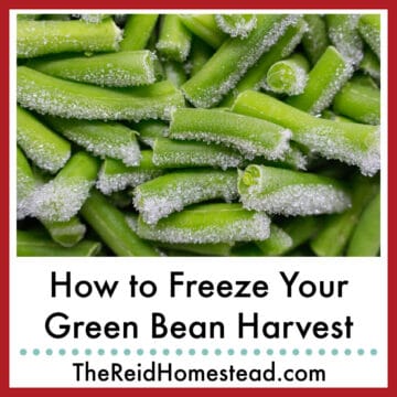close up of frozen green beans, text overlay How to Freeze Your Green Bean Harvest