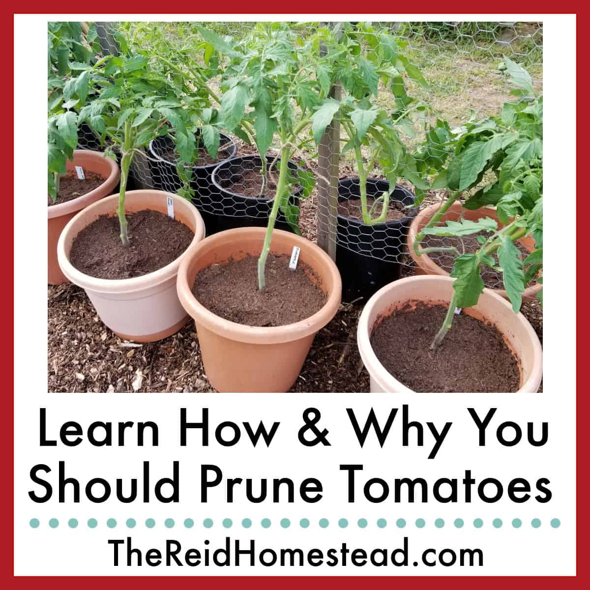 pruned tomato plants with text overlay How and Why You Should Prune Tomato Plants